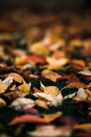 Foto de Un hermoso fondo de hojas caídas de colores en el suelo - Imagen libre de derechos
