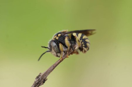 A closeup of a European rotund-resin bee on a branch in a field with a blurry background