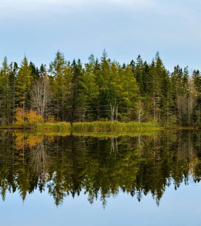Foto de Harvey Moore Santuario de Vida Silvestre reflexión estanque - Imagen libre de derechos
