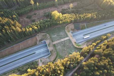 Foto de Una toma aérea de una carretera de ecoductos con tráfico en medio de un bosque verde - Imagen libre de derechos
