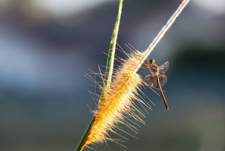 Téléchargez les photos : Un plan macro d'une libellule sur une plante de Setaria pumila avec un fond flou - en image libre de droit