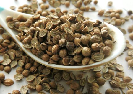 Photo for Coriander seeds. Coriander ( Coriandrum sativum ) is an annual herb in the family Apiaceae. The seeds have a lemony citrus flavour when crushed. - Royalty Free Image