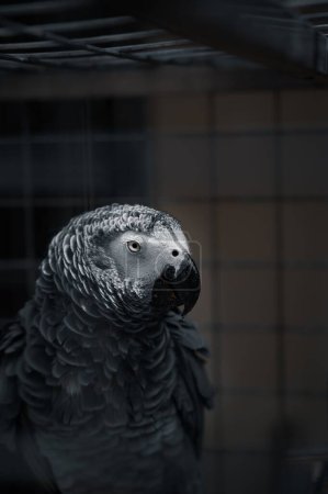 Foto de Un tiro vertical de un loro gris sentado en una jaula y mirando a la derecha - Imagen libre de derechos
