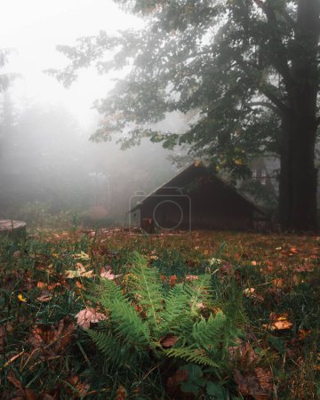 Téléchargez les photos : Vue verticale d'une cabane en bois dans une forêt en République tchèque par une journée brumeuse - en image libre de droit