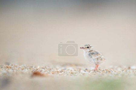 Foto de Un primer plano de un pollito de Least Tern con fondo borroso en la playa de Belmar - Imagen libre de derechos