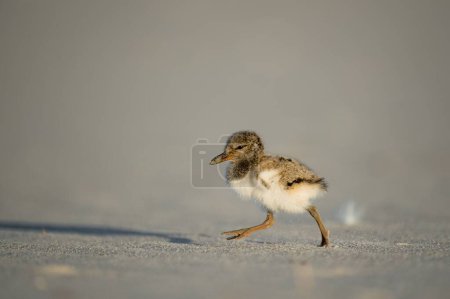 Photo for A baby American oystercatcher at the sandy shore - Royalty Free Image