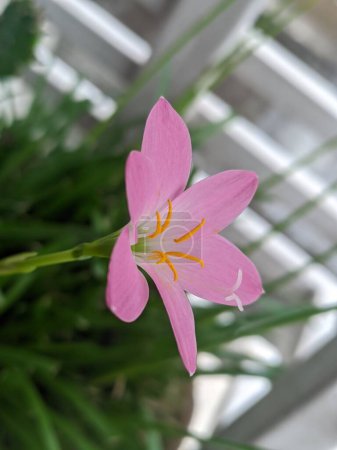 Foto de Un plano de enfoque poco profundo de un lirio de zephyr rosepink en flor con fondo borroso - Imagen libre de derechos