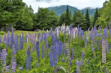 Téléchargez les photos : L'été dans le New Hampshire. Champ de fleurs de lupin bleu, rose et blanc avec levage de brouillard de la montagne de Cannon en Franconie Notch State Park. - en image libre de droit