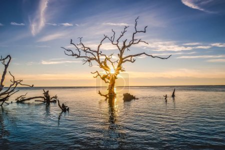 Téléchargez les photos : Vue panoramique d'un arbre sans feuilles à Boneyard Beach, Jacksonville, Floride au coucher du soleil - en image libre de droit
