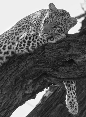 Téléchargez les photos : Échelle de gris verticale d'un léopard couché sur une branche d'un arbre - en image libre de droit