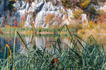 Foto de Una vista de las plantas sobre el fondo de un lago y un acantilado en el parque nacional de los lagos de Plitvice - Imagen libre de derechos