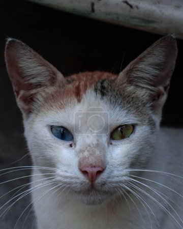 Téléchargez les photos : Un gros plan vertical d'un joli chat aux yeux bleus et verts - en image libre de droit