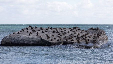 Photo for A flock of cape cormorants resting on a big rock in the North Sea in Skagen town, Denmark - Royalty Free Image
