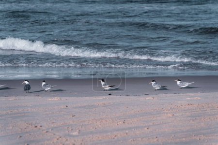 Foto de Un grupo de aves caminando a lo largo de la costa australiana - Imagen libre de derechos