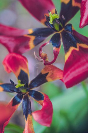 Téléchargez les photos : Un plan macro vertical des pétales flétrissants des tulipes de jardin pourpres - en image libre de droit