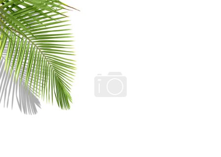 Foto de Una hoja de palma aislada sobre un fondo blanco con sombra y espacio de copia, un concepto minimalista de verano - Imagen libre de derechos