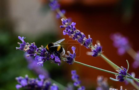 Téléchargez les photos : Un gros plan d'abeille mellifère sur des fleurs de lavande - en image libre de droit