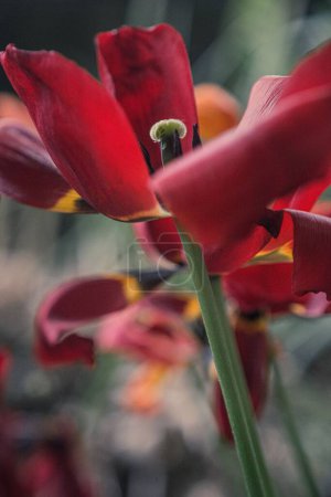 Foto de Un macroplano vertical de pétalos marchitos de tulipanes rojos - Imagen libre de derechos
