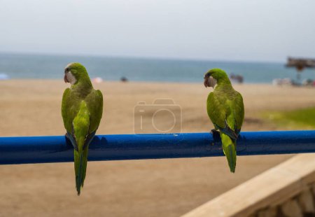 Téléchargez les photos : Un gros plan de deux perruches de moine vert (Myiopsitta monachus) perchées sur une rampe bleue sur la plage - en image libre de droit