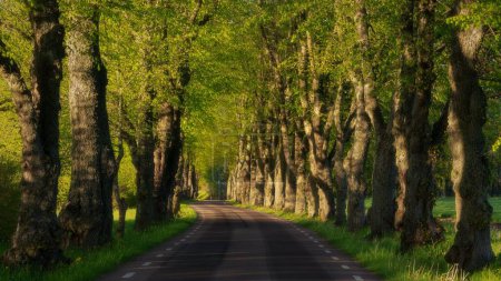 Téléchargez les photos : Une route traversant une forêt par une journée ensoleillée - en image libre de droit