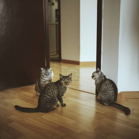 Photo for A beautiful shot of three shorthair tabby cats sitting on a wooden floor indoor - Royalty Free Image