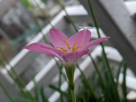 Foto de Una toma de enfoque superficial de un lirio de lluvia rosa floreciente con fondo borroso - Imagen libre de derechos