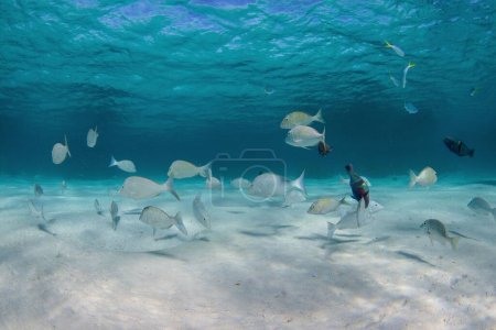Foto de Un banco de peces bajo el océano - Imagen libre de derechos