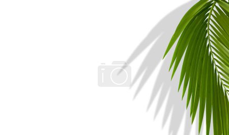 Téléchargez les photos : Une feuille de palmier isolée sur un fond blanc avec de l'ombre et de l'espace de copie, un concept estival minimaliste - en image libre de droit