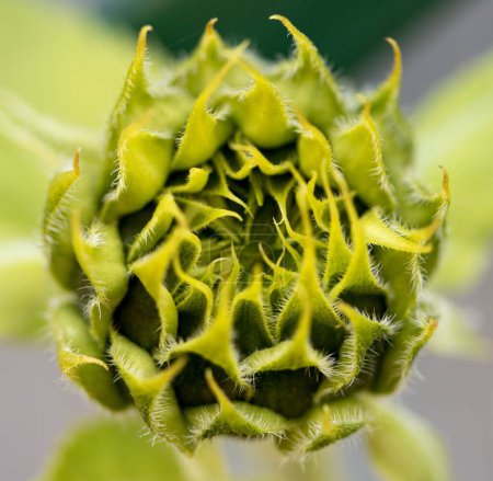 Téléchargez les photos : Un gros plan d'un cocon de tournesol fleurissant au soleil - en image libre de droit