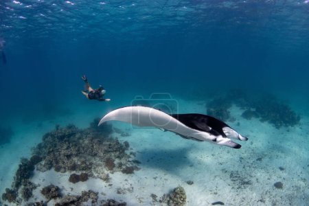 Téléchargez les photos : Une plongeuse nageant avec une raie manta océanique (Mobula birostris) - en image libre de droit
