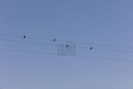 Foto de Cuatro palomas sentadas en una línea telefónica - Imagen libre de derechos