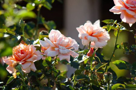 Téléchargez les photos : A closeup shot of blooming light pink roses on a bush - en image libre de droit