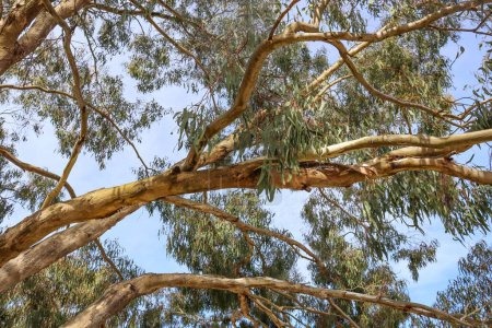 Foto de Un plano de ángulo bajo de hermosas ramas de eucalipto - Imagen libre de derechos