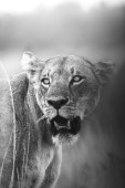 A vertical closeup grayscale of a lioness turned back with its mouth opened Poster #653322682
