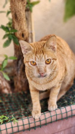 Téléchargez les photos : Un chat orange avec des yeux d'orang regardant la caméra - en image libre de droit