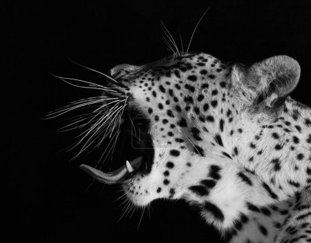 Photo for A grayscale portrait of a terrifying leopard roaring against a black background - Royalty Free Image