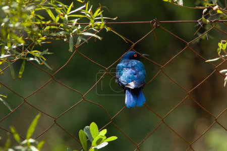 Photo for A closeup of a glossy starling perched on a wire fence - Royalty Free Image