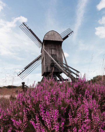 Téléchargez les photos : Vue verticale des bruyères poussant devant un vieux moulin en bois sous le ciel bleu au Danemark - en image libre de droit
