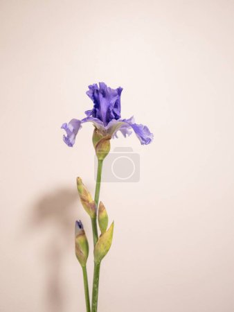 Foto de Un plano vertical de un hermoso iris alemán púrpura (Iris germanica) con una pared rosa en el fondo - Imagen libre de derechos