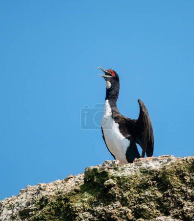 Foto de Un disparo vertical de un Cormorán de Guanay (Phalacrocorax bougainvillii). Islas Ballestas, Perú - Imagen libre de derechos
