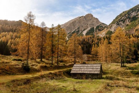Photo for Idyllic landscape with wooden hut surrounded by orange larches in mountains at Vrsic mountain pass in Slovenia - Royalty Free Image