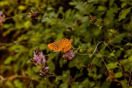 Téléchargez les photos : Gros plan d'un beau papillon fritillaire lavé à l'argent perché sur une jeune plante - en image libre de droit