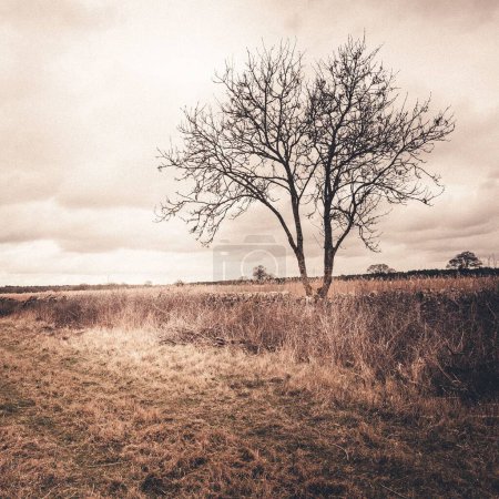 Foto de Una vista panorámica de un campo otoñal en el campo de Oxfordshire, Reino Unido - Imagen libre de derechos
