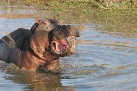 Foto de Un primer plano de un hipopótamo (Hippopotamus amphibius) en un estanque en Sabi Sands, Sudáfrica con la boca abierta - Imagen libre de derechos