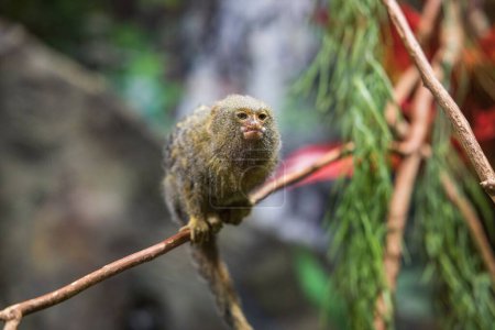 Téléchargez les photos : Gros plan d'un singe marmouset assis sur une branche d'arbre - en image libre de droit