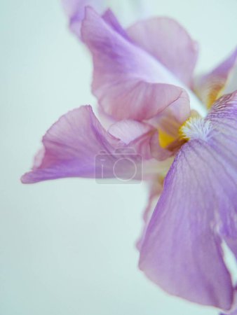 Foto de Un primer plano vertical de un iris alemán púrpura (Iris germanica) con una pared azul en el fondo - Imagen libre de derechos