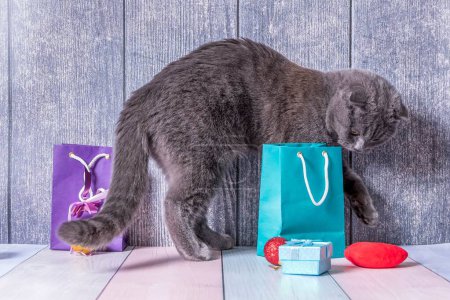Téléchargez les photos : Jeune animal de compagnie britannique Plier chaton marche sur une table en bois entre les sacs et les boîtes avec des cadeaux et essaie de jouer avec eux. - en image libre de droit