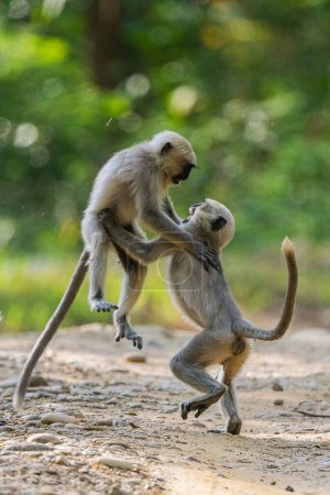 Foto de Una toma vertical de dos pequeños monos langur jugando juntos en un parque - Imagen libre de derechos