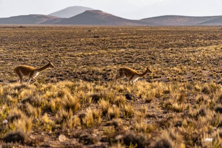 Téléchargez les photos : Une sélection de vicuna sauvage dans le sud du Pérou - en image libre de droit