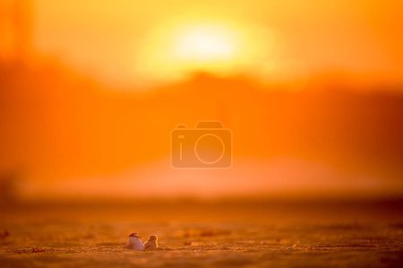 Photo for A Least Tern and its chick on Belmar beach with bright sunrise in background - Royalty Free Image
